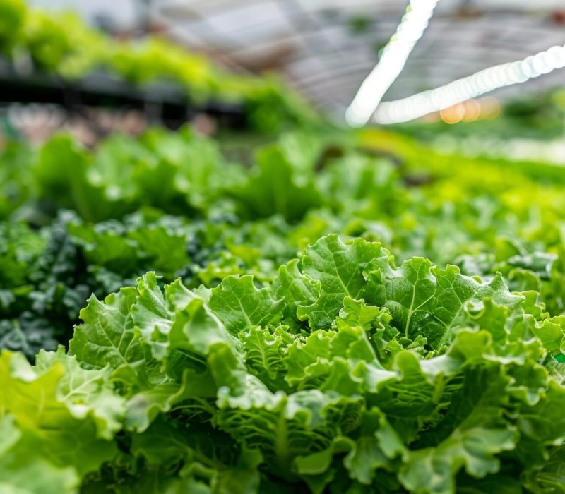 fresh-green-lettuce-growing-in-a-modern-hydroponic-farm-free-photo